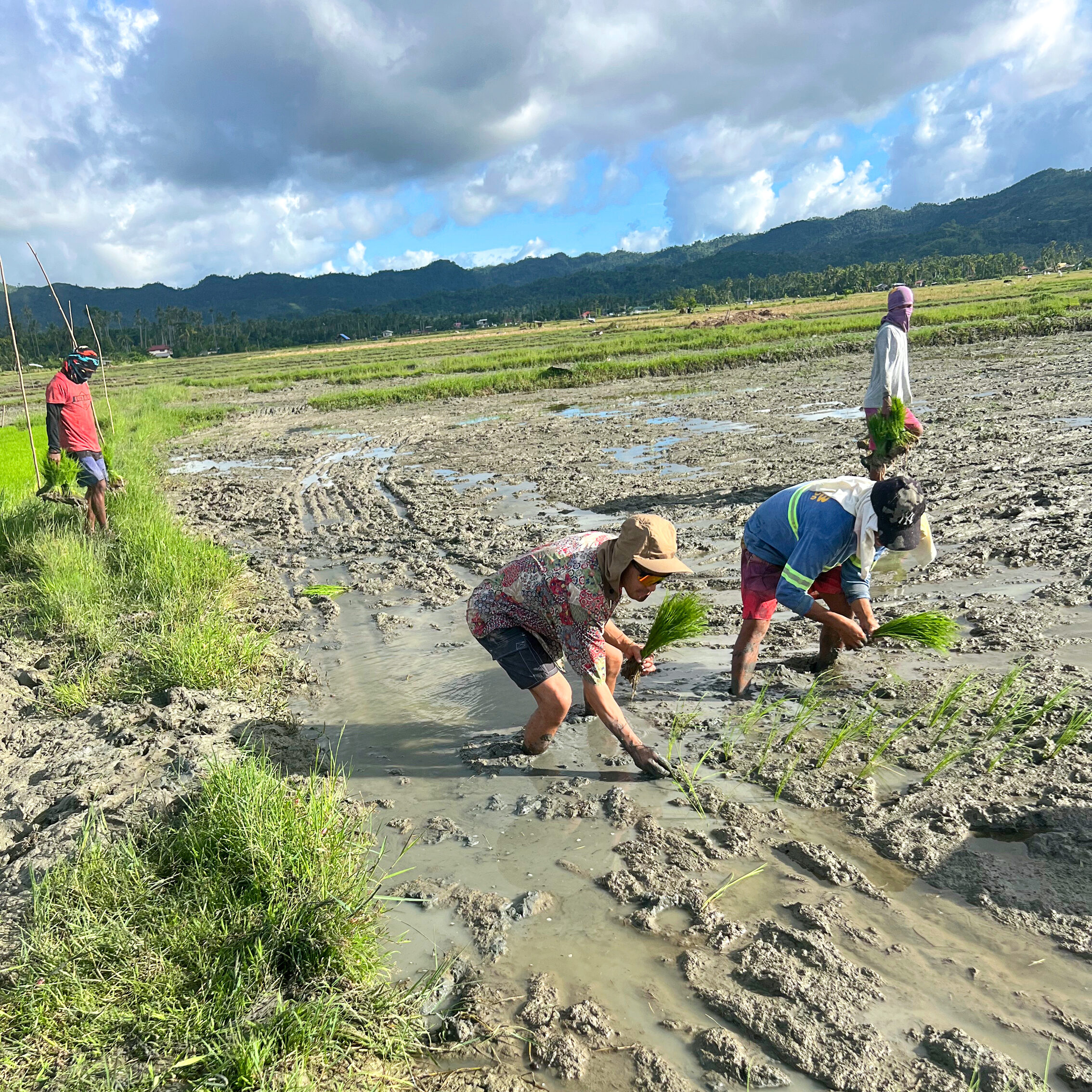 4 people planting bundles in mud